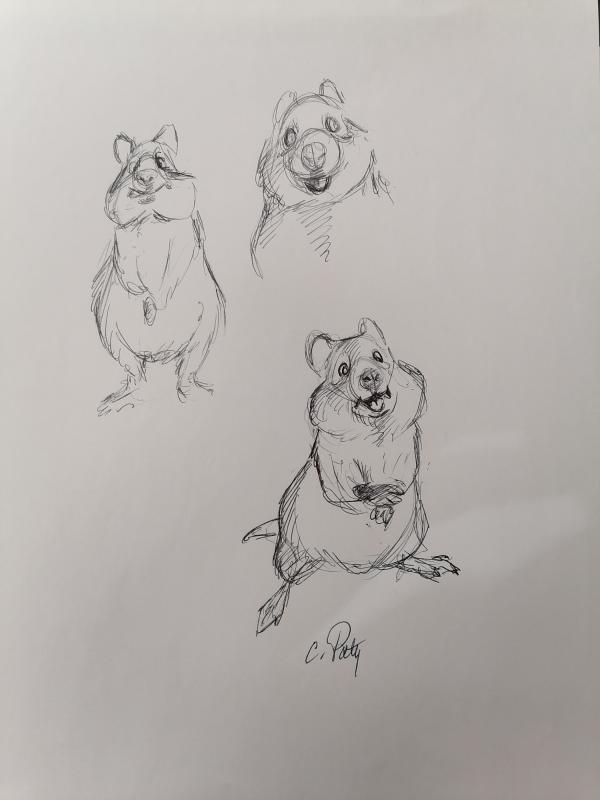 DESSIN ORIGINAL DE CHRISTIAN PATY : QUOKKA