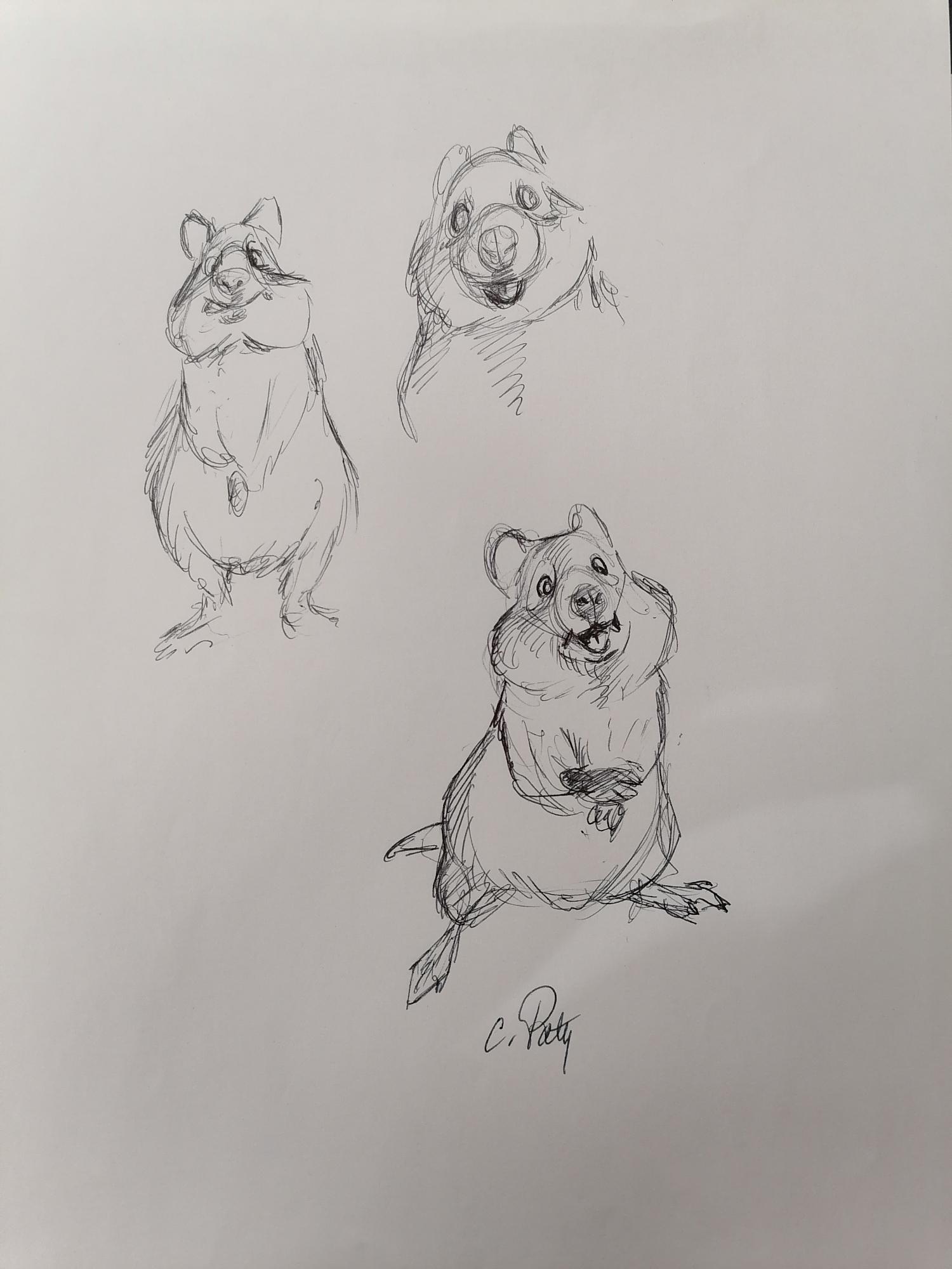 DESSIN ORIGINAL DE CHRISTIAN PATY : QUOKKA